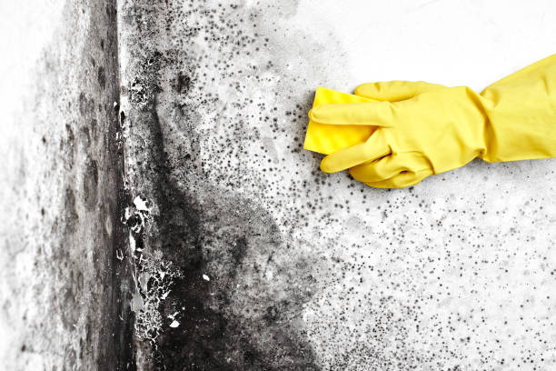 Professional Mold Remediation in Shoal Creek, AL