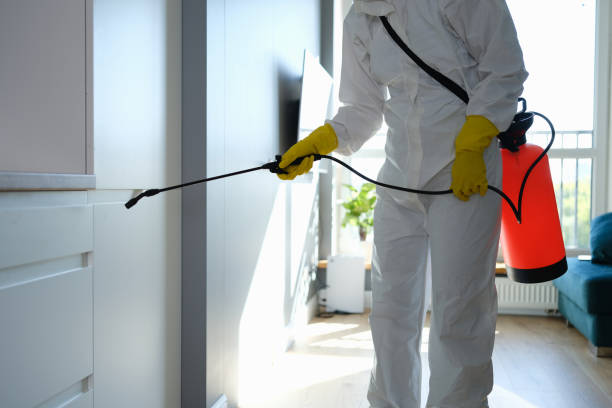 Best Post-Flood Mold Remediation in Sho Creek, AL