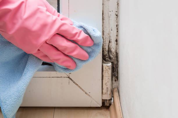 Best Post-Flood Mold Remediation in Sho Creek, AL